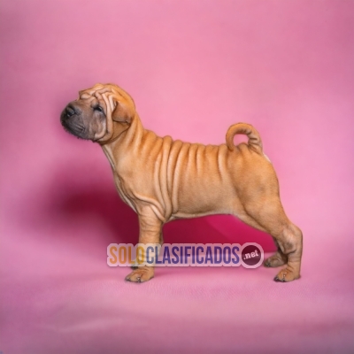 DISPONIBLES MASCOTAS SHAR PEI / SHAR PEI AVAILABLE... 