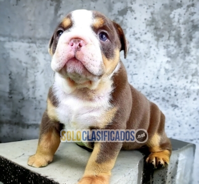 Buldog Ingles / Buldog Ingles Disponible... 