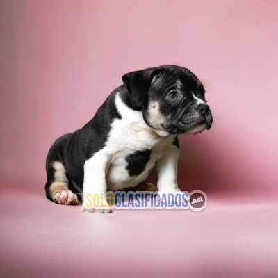 AMERICAN BULLY     IDEAL FOR YOUR HOME ... 