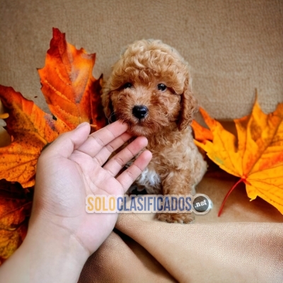 1SWEETIE FRENCH POODLE APRICOLOR... 