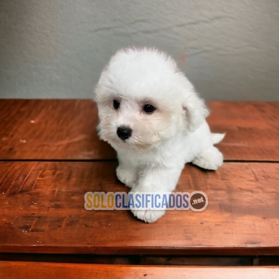 WONDERFUL PUPPIES BICHON FRISE... 