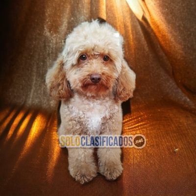 French Poodle Normal Brillantes Cachorros... 