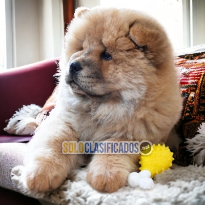 Wonder ful and pretty  PUPIES CHOW CHOW... 