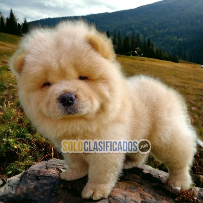 Chow Chow Hermosos  Cachorros... 