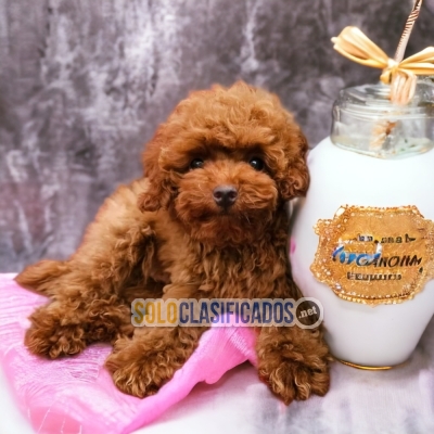 FRENCH POODLE RED DISPONIBLE NORTH CAROLINA YA... 