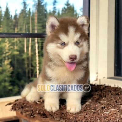 Fenomenal cachorro Akita Inu... 