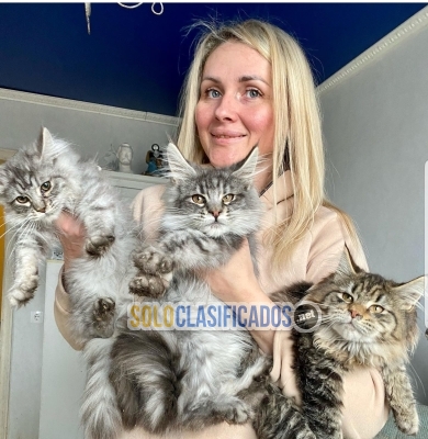 maine coon tenemos gatitos para adopción... 