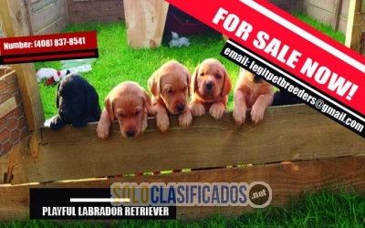 PLAYFUL  LABRADOR  RETRIEVER  PUPPIES AVAILABLE... 