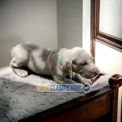 Weimaraner Weimaraner aloof friendly gentle outgoing playful opin... 