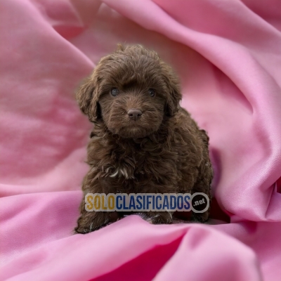 Hermoso cachorro Poodle Frances... 