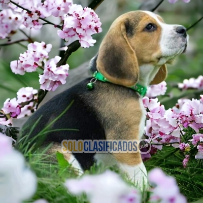 Adorable Beagle Poket Americano Waiting to go Home.... 