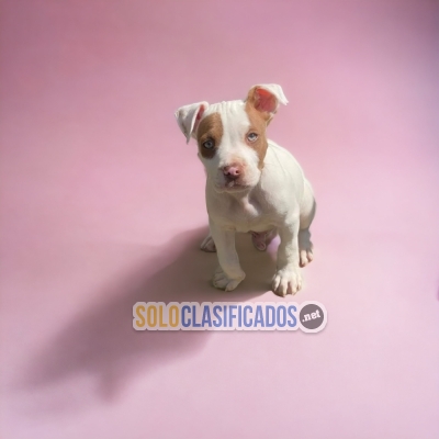 Pitbull Radiant and Pretty Puppies... 
