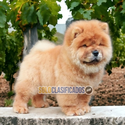 Chow Chow pretty Puppies... 