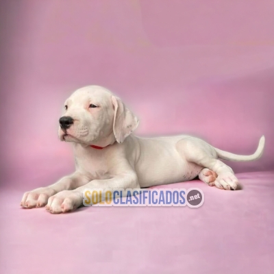 DISPONIBLES / AVAILABLE DOGO ARGENTINO... 