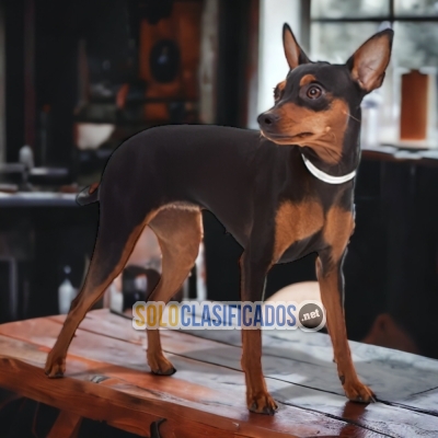 MINIATURE DOBERMAN DOG BLACK TAN AVAILABLE... 