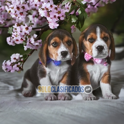 SWEETIE BEAGLE POCKET AMERICANO AVAILABLE... 