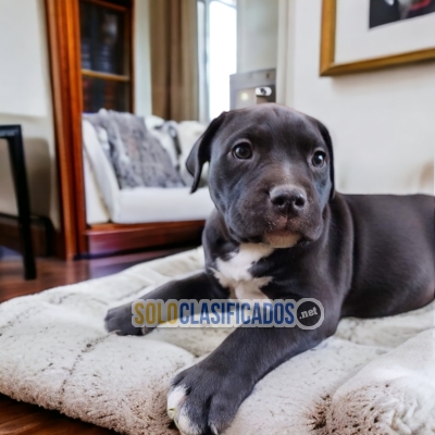 Lindo perro raza Pitbull disponible en el mercado... 