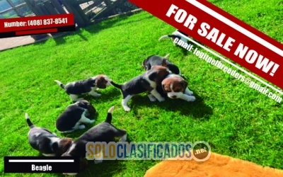 ADORABLE BEAGLE FOR SALE RIGHT NOW FOR SALE... 