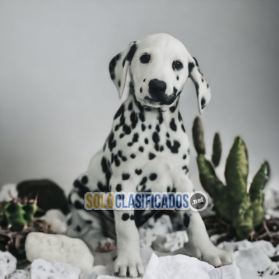 DALMATA GOOD FRIEND FOR YOU AND YOUR FAMILY CHEER UP... 