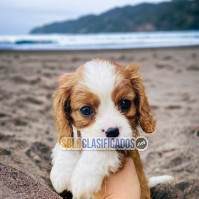 Beautiful puppies available CAVALIER KING... 
