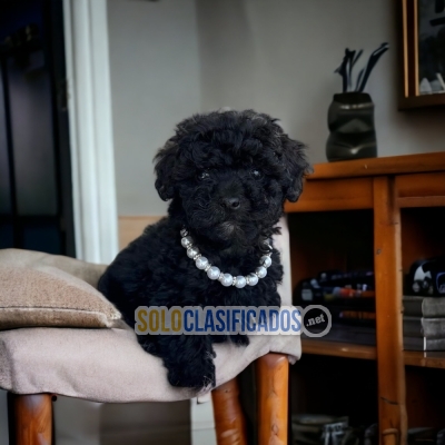 Lovely French Poodle Pretty Puppies... 