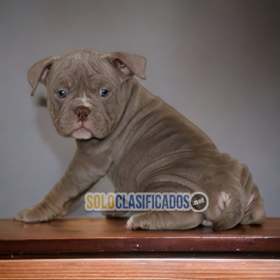 Cachorros lindos american bully... 