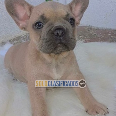 Quality French Bulldog Puppies Both Male and Female available.... 