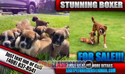 STUNNING BOXER PUPPIES FOR SALE NOW!... 