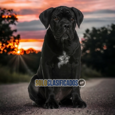 CANE CORSO   PETS AVAILABLE NOW  THE BEST PRICE... 