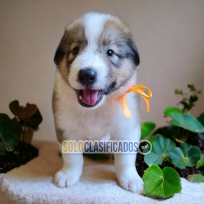 BEAUTIFUL PASTOR BELGA COLLIE PUPPY FOR SALE... 