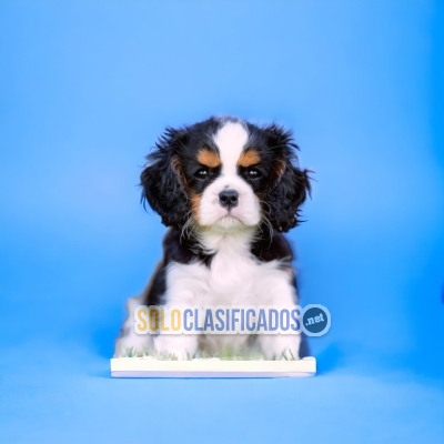 Calvalier King Charles Spaniel Woderful Puppies... 