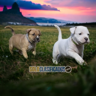 American Stafford Wonderful Puppies for Your Home... 