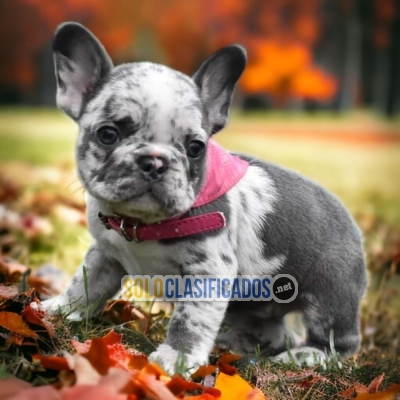 BEAUTIFUL BULLDOG FRANCES EXOTICO PETS AVAILABLE NOW  THE BEST PR... 