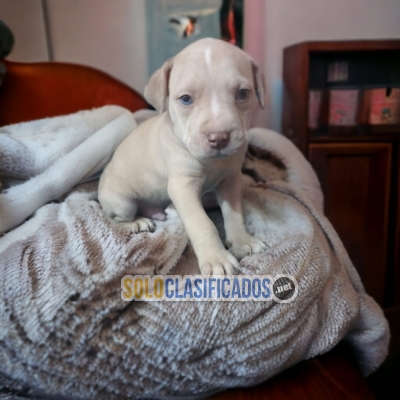 CUTE AMERICAN BULLY PUPPY FOR SALE... 