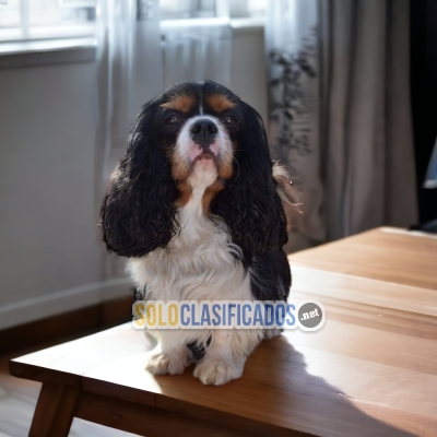 HERMOSO CACHORRO CAVALIER KING... 