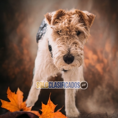 FOX TERRIER PELO LARGO LOVE PUPPY... 