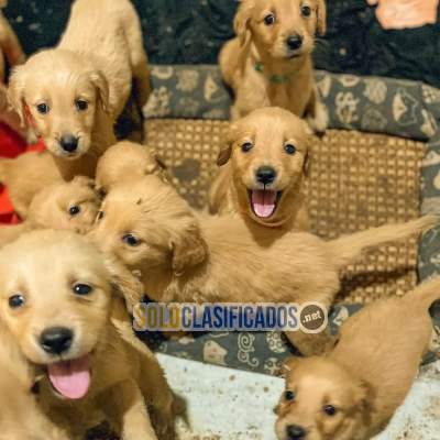 Adorables cachorros Golden Retriever, 3 machos y 3 hembras...