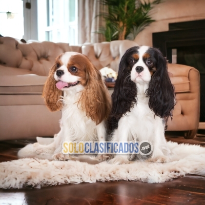 Cavalier King Charles Spaniel  Increibles Cachorros para tu Hogar... 