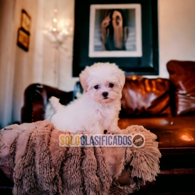 HAIRY BICHÓN MALTÉS FOR FAMILY... 