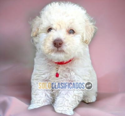 Hermosos cachorros raza French Poodle Normal... 