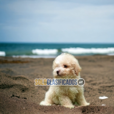 Hermosos cachorros disponibles FRECH POODLES... 