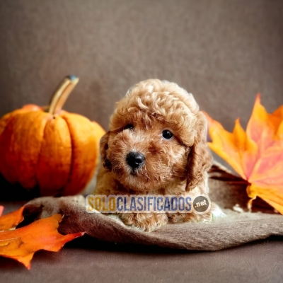 FRENCH POODLE APRICOT DISPONIBLE NORTH CAROLINA YA... 