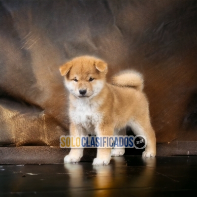 DISPONIBLES/AVAILABLE AKITA INU ( JAPONÉS)... 