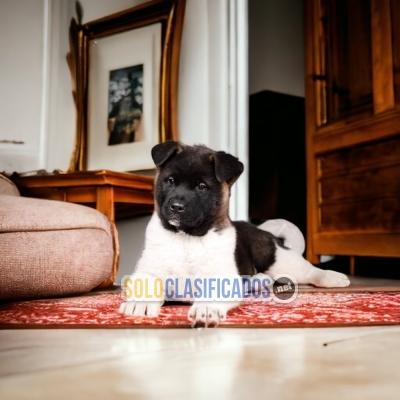 CUTE AMERICAN AKITA  PUPPY FOR SALE... 