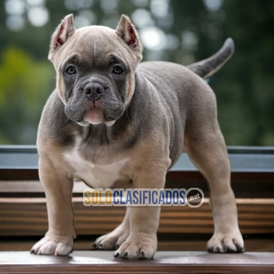 American Bully Poket Great Puppies for Your Home... 
