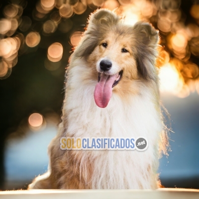 PASTOR COLLIE   IT WILL BE YOUR COMPANION AND BEST COMPANY FROM N... 