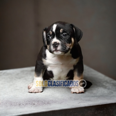 Lovely and Playful American Bully Puppies... 