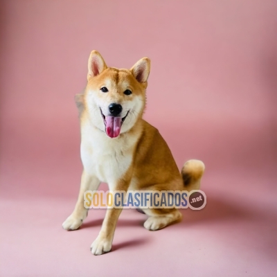 AKITA INU ( JAPONÉS) IDEAL FOR YOUR HOME ... 