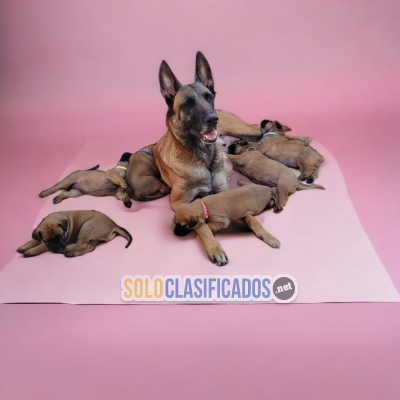 BELGIAN SHEPHERD MALINOIS AVAILABLE NORTH CAROLINA... 