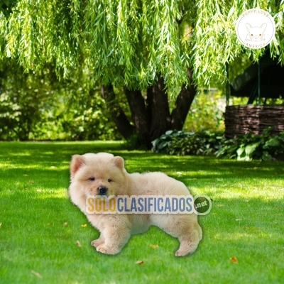 Cute Chow Chow puppies for sale available... 